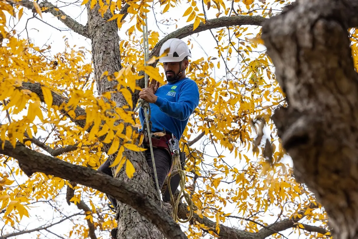 Skilled Tree Planting crew working in Mosquero